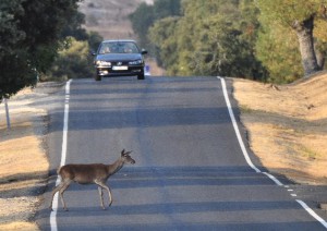 asistencia en carretera la cartuja